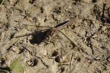 Orthetrum brunneum