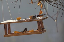 Chardonnerets élégants