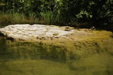 Solarium pour grenouilles