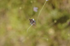 Hespérie sp. du dessus
