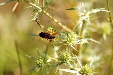 Rhinocoris des fleurs