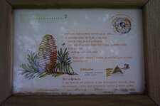 Sapin pectiné