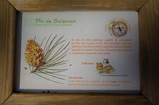 Pin de Salzman