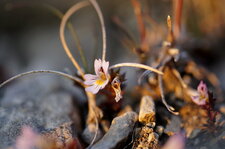 Euphrasia sp.