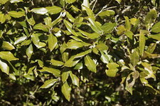Chêne vert