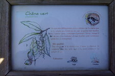 Chêne vert