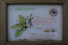 Chêne pubescent