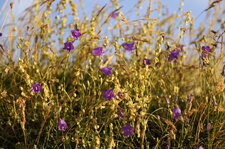 Campanules sp.