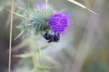 Petite abeille endormie...