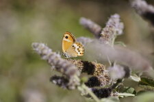 Fadet des garrigues