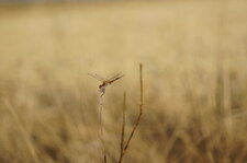 Migartion de Sympetrum de Fonscolombe mâle