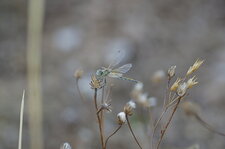 Migration de Sympetrum de Fonscolombe femelle