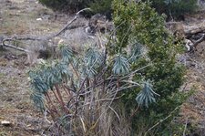 Euphorbe characias