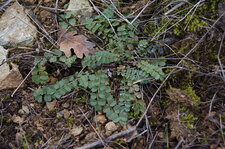 Sanguisorba minor