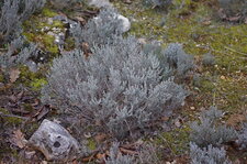 Thym de Provence