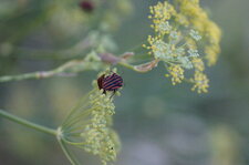 Graphosoma lineatum