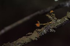 Teloschistes chrysophtalmus