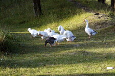 Tondeuses écolos
