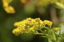 Syrphidé butinant une verge d