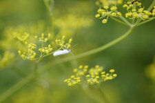 Arctiidae