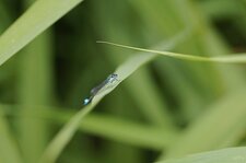 Agrion élégant - mâle