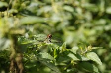 Sympetrum sanguin