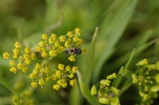 Larve de coccinelle