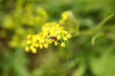 Lepturiné sp. ???