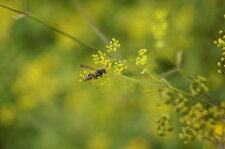 Poliste sp.