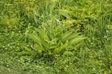Consoude officinale