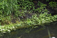 Gallinule poule d