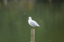 Mouette sp.