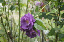 Rose de jardin