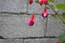 Fuchsia de Magellan.