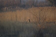 Départ en chasse