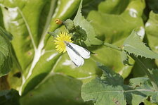 Piéride sp.