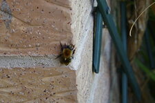 Bourdon