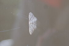 Papillon de nuit 