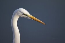 Grande aigrette