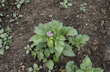 Pomme de terre "Bleue d