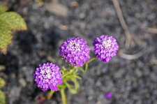 Iberis en ombelle