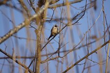 Zorro aviaire