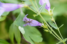 Hémiptère sp.