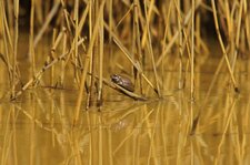 Rainette marron