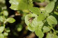 Héliophile suspendu