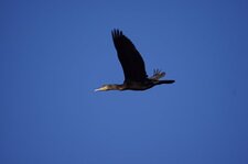 Grand cormoran