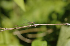 Leste vert