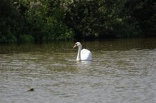 Cygne tuberculé