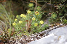 Passerage simple - sous réserve