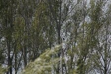 Balbuzard pêcheur